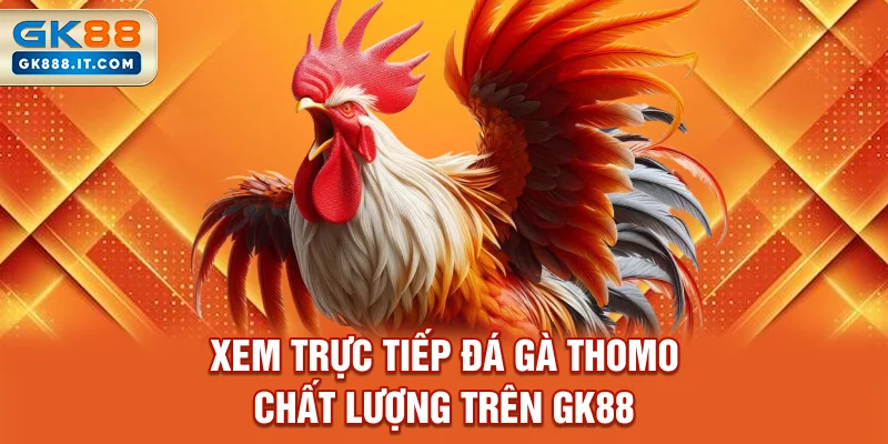 xem-truc-tiep-da-ga-thomo-chat-luong-tren-gk88